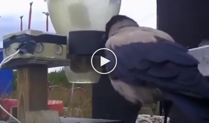 Шведы научили ворон убирать мелкий мусор с улиц