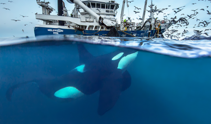 Профессор-биолог делает невероятные снимки гренландских китов (28 фото)