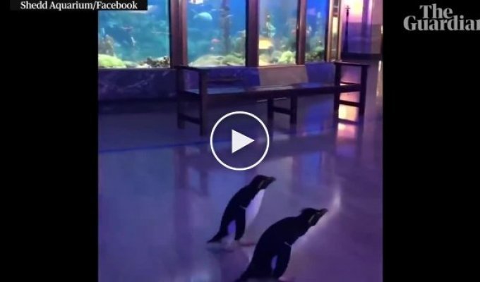 В закрытом на карантин океанариуме провели экскурсию для пингвинов