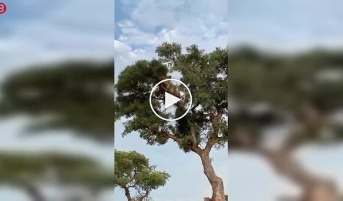 Лев спробував відібрати видобуток у леопарда, але все пішло не за планом