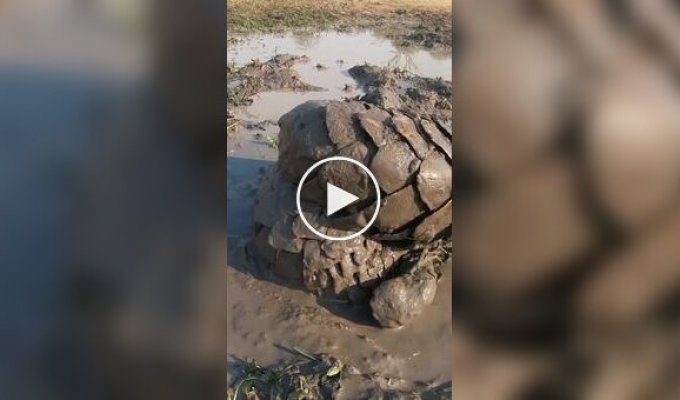 Mud baths as the secret to pangolin survival