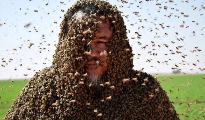 Is the panic over bee extinction justified? (6 photos)