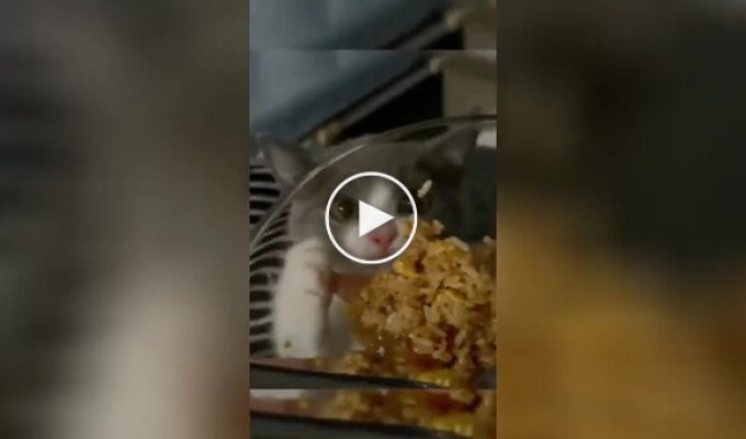 Кот пытается добраться до еды в тарелке