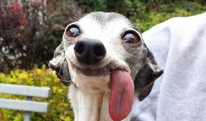 Фотожаба: собака с огромным языком (19 фото)