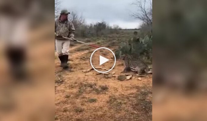 Saving a lynx from a trap