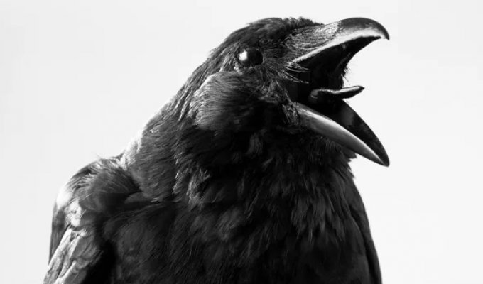 Crows Can Hold a Grudge for Years (4 photos)