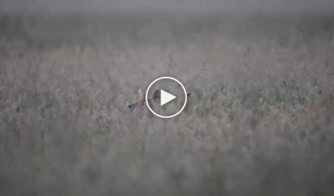 Редкий водяной олень