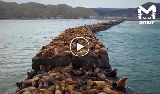 Sea lion rookery in Nevelsk
