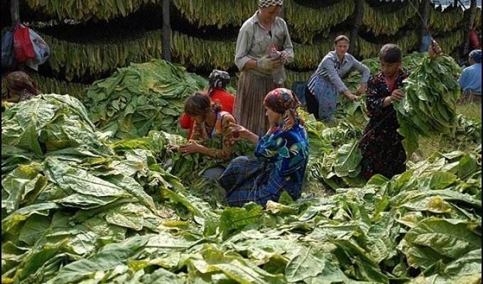 Сбор табака в Молдове (11 фото)