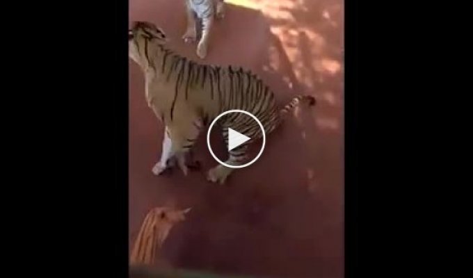 Тигр преследует туристический автобус