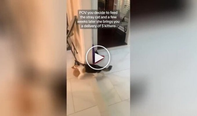 Уличная кошка принесла котят в дом покормившего ее человека