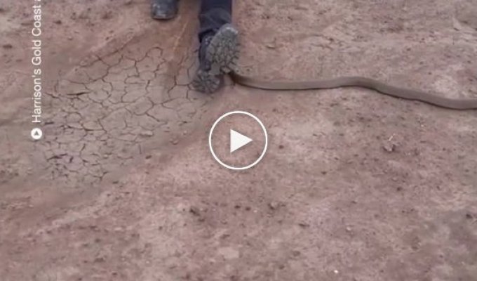 Австралийка спокойно продолжила перекур, когда к ней приползла змея