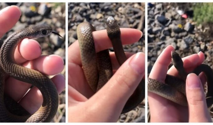 A child unknowingly picked up one of the deadliest snakes on Earth (4 photos + 1 video)