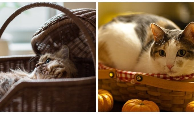 Cat in a basket (26 photos)