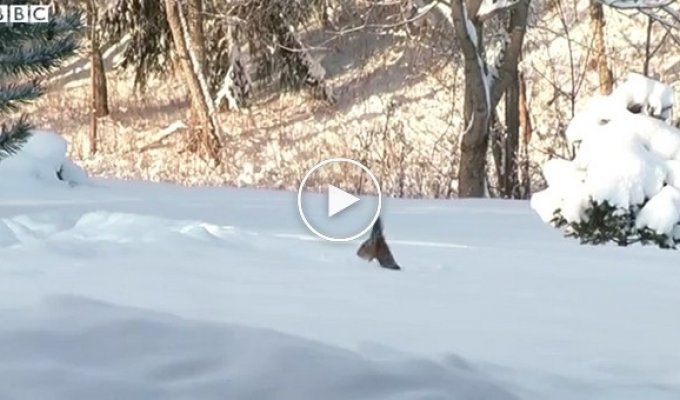 Белка которая ныряет в снег