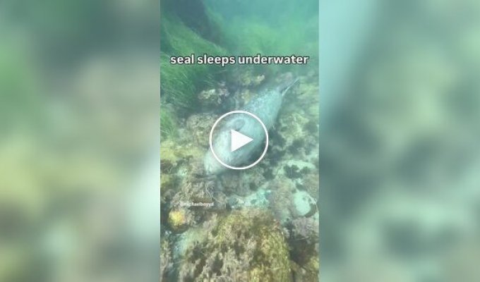 Как тюлени спят под водой