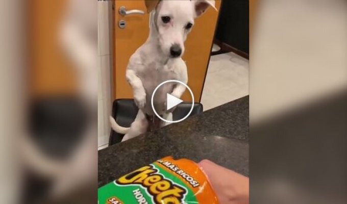The dog was offered to try chips for weight loss