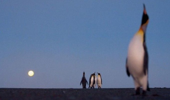 Королевские пингвины (5 фото)