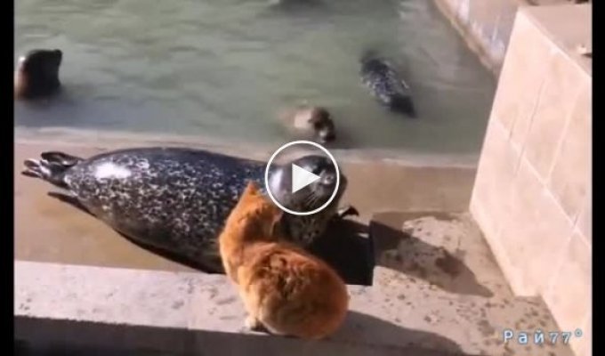 Рыжий кот объяснил тюленю, как с ним надо разговаривать