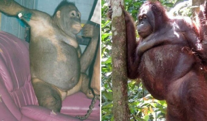 История орангутана Пони, которая 6 лет провела в сексуальном рабстве на острове Борнео (5 фото)