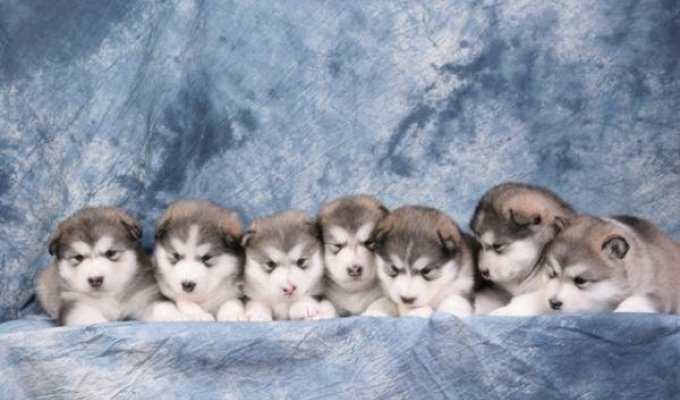 Cute Malamute puppies (5 photos + 2 videos)