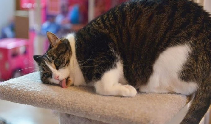 Обдолбанные кошки под кошачьей мятой, буквально потерявшие разум от её запаха (19 фото)