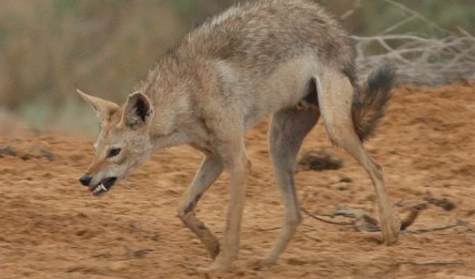 Золотистый волк: самый слабый и маленький хищник в мире (9 фото)