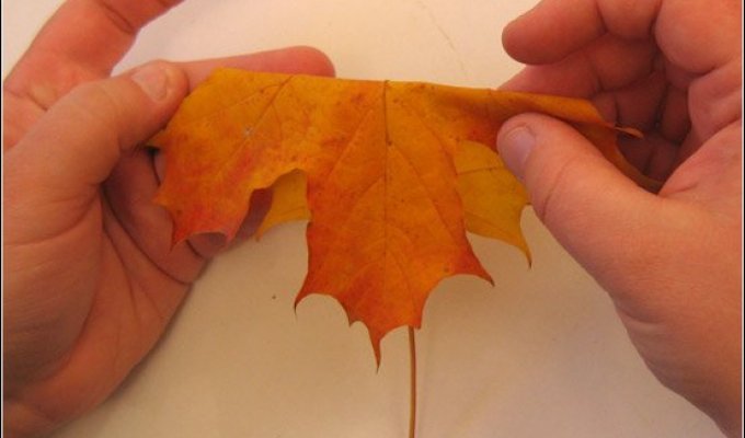 Осенняя икебана (15 фото)