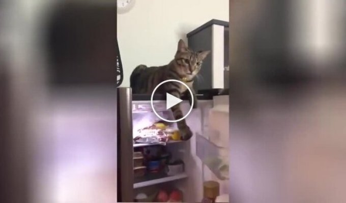 The cat does not allow the owner to close the refrigerator