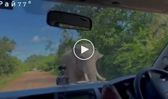 Голодний слон влаштував обшук в автомобілі з туристами у салоні
