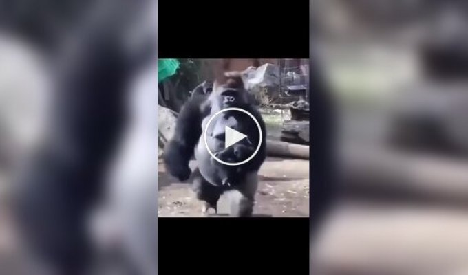 Папа-горилла любит проводить время с детенышами, но мама-горилла не разрешает ему нянчиться с ними из-за их небольшого размера