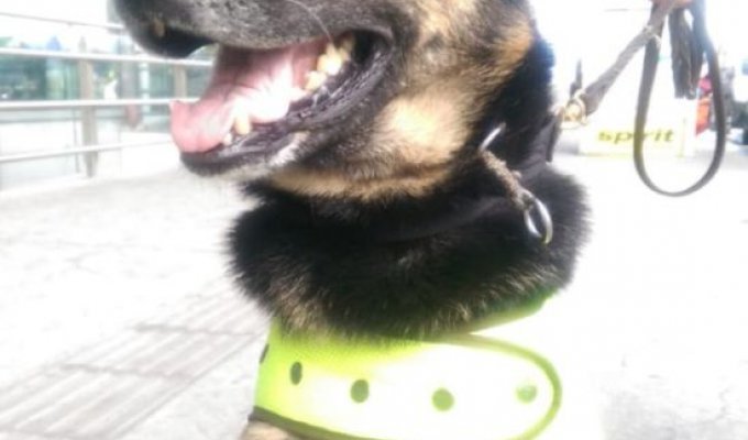 Колумбийский наркобарон назначил вознаграждение за голову собаки-ищейки (3 фото + видео)