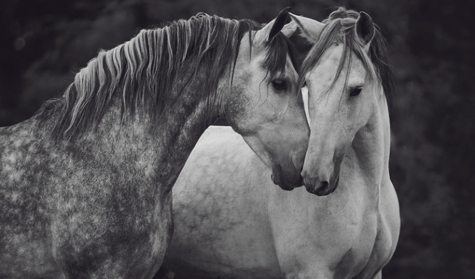 Лошади, которые дали девушке-фотографу силы жить (17 фото)