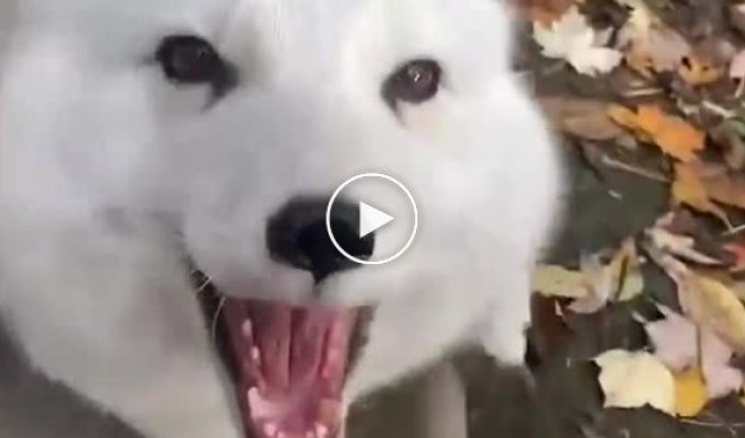 Compilation of giggling foxes