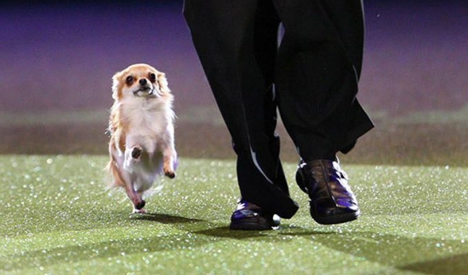 Crufts 2010 (30 фото)