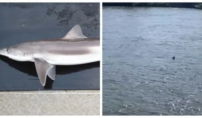 A shark in the Thames? A 1.5-meter-long creature swam to the capital of Britain (4 photos + 1 video)