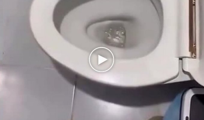 People noticed a snake in a toilet in Thailand