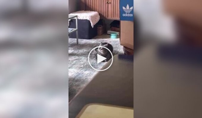 A cat acrobat made somersault