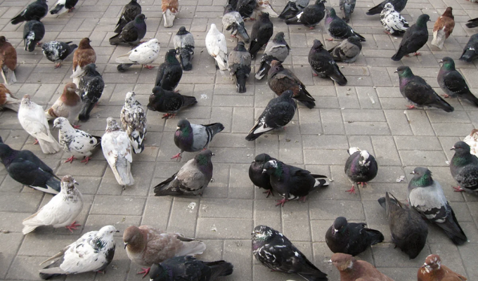 In a German city, local residents decided to kill all the pigeons (4 photos)