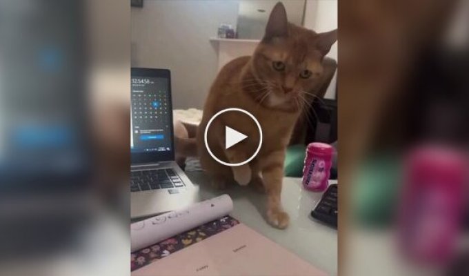 The cat prevents the owner from making a to-do list for the day