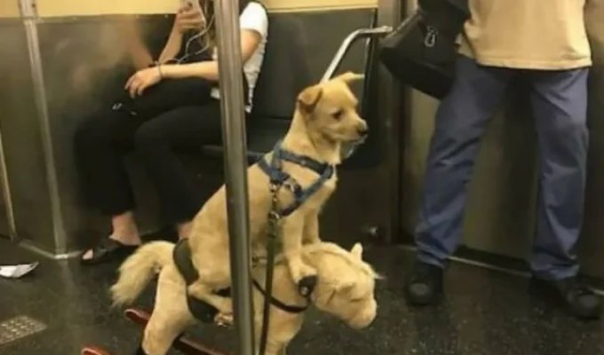 Чего только не увидишь в метро (15 фото)