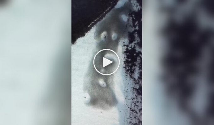 Охота рифовых акул с высоты