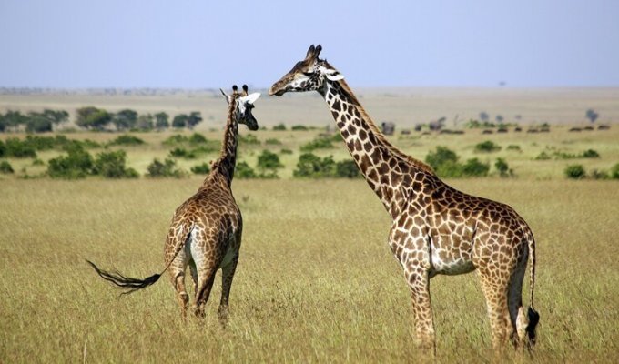 Сколько у жирафа шейных позвонков? (4 фото)