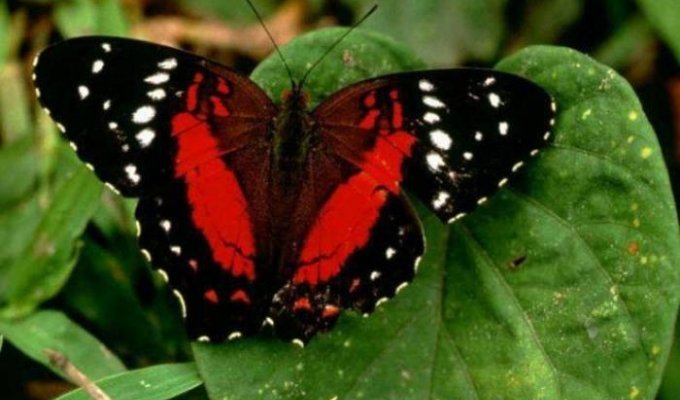 Красивые бабочки (15 фото)