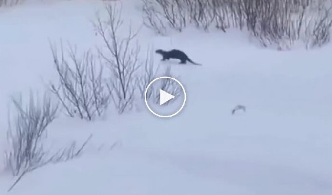 Выдра на зимней прогулке