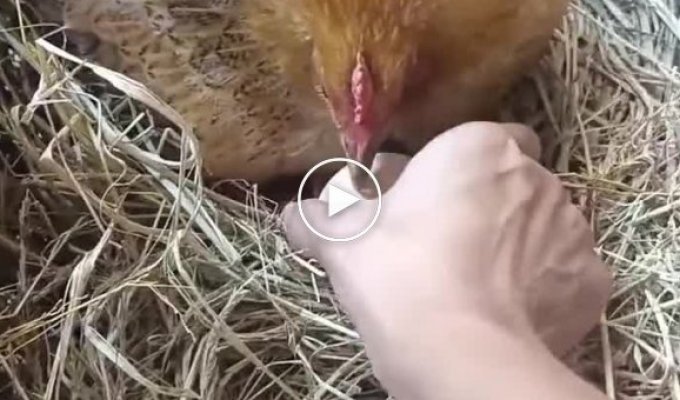 Bribery to take eggs from a hen