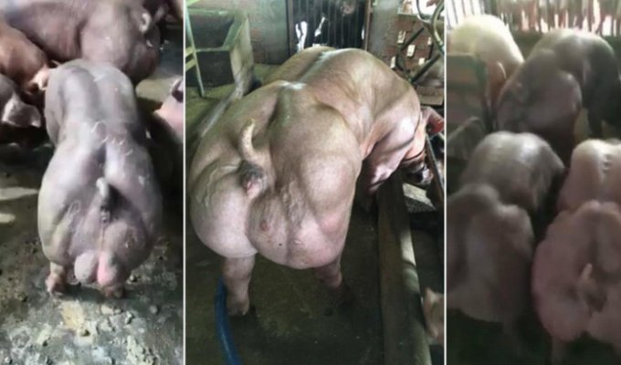 Камбоджийский фермер напугал весь мир своими свиньями-мутантами (6 фото + 1 видео)