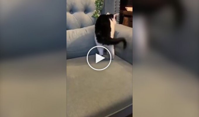 Кот, который умеет закругляться