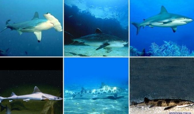 Самые необычные акулы (22 фото)