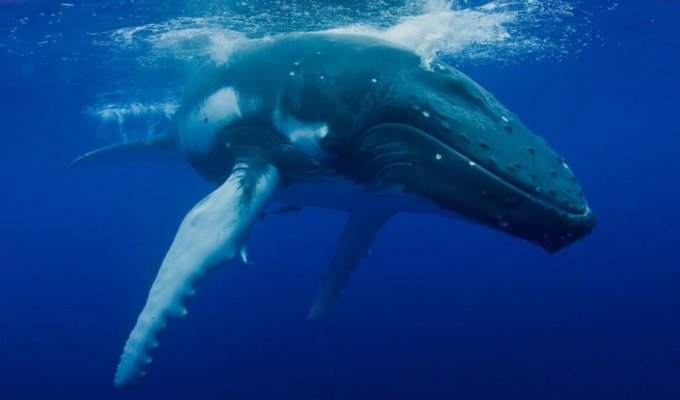 Fin whale: 25 meters, 74 tons of weight and 140 years of life (10 photos)